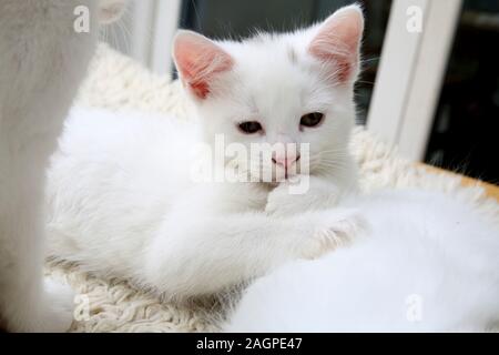 Ritratto di dieci settimane vecchio cucciolo - Angora Turco Cross White con contrassegni di colore grigio sulla testa Foto Stock