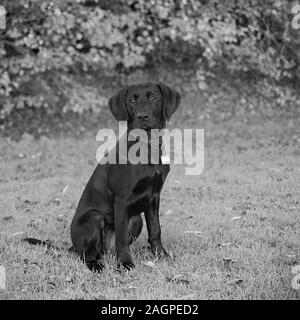 Contro una offuscata soft-focalizzata sullo sfondo, un giovane Labrador si trova pronto durante outdoor training, gli occhi luminosi e fissato, anticipando una chiamata all azione. Foto Stock