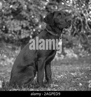 Contro una offuscata soft-focalizzata sullo sfondo, un giovane Labrador si trova pronto durante outdoor training, gli occhi luminosi e fissa, apprende il comando successivo. Foto Stock