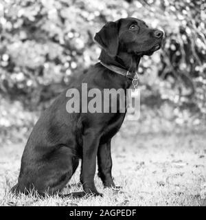 Contro una offuscata soft-focalizzata sullo sfondo, un giovane Labrador si trova pronto durante outdoor training, occhi luminosi guardando in alto, in attesa che il comando successivo. Foto Stock