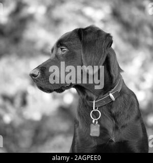 Contro una offuscata soft-focalizzata sullo sfondo, un giovane Labrador è distratto durante outdoor training, gli occhi fissi su qualcosa di lei trova interessante. Foto Stock