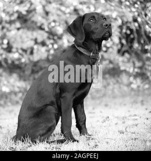 Contro una offuscata soft-focalizzata sullo sfondo, un giovane Labrador è distratto durante outdoor training, gli occhi fissi su un rumoroso bird flying overhead. Foto Stock