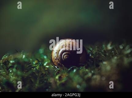 Bella Shell lumaca su sfondo verde scuro vicino - a. Spirale di Shell in wet moss, macro. Dark misteriosa immagine. Giallo verde muschio al tramonto. Foto Stock