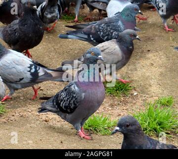 Carino curioso piccione urbano con collo allungato tra il gregge di piccioni nel parco Foto Stock