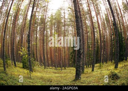 Dritto tronchi di pini di nave pineta e tappeto di erba e muschio di seguito, "fisheye' effetto Foto Stock
