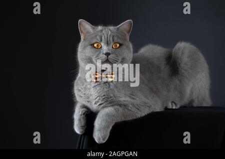 Carino grigio Britannico gatto in un bow tie giacente sul tavolo. Fat Cat britannico su sfondo nero. Un gatto sorpreso con colore giallo brillante occhi. Funny cat Foto Stock