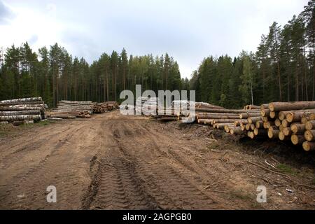 Bordo di foresta con segheria, pile di registri di pino contro la pineta Foto Stock