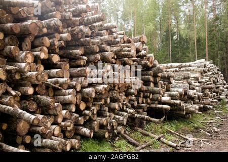 Bordo di foresta con segheria, pile di registri di betulla contro la pineta Foto Stock
