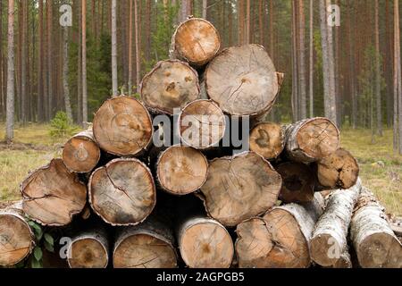 Bordo di foresta con segheria, pile di registri di pino contro la pineta Foto Stock