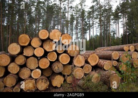 Bordo di foresta con segheria, pile di registri di pino contro la pineta Foto Stock