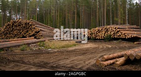 Bordo di foresta con segheria, pile di registri di pino contro la pineta Foto Stock