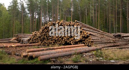 Bordo di foresta con segheria, pile di registri di pino contro la pineta Foto Stock