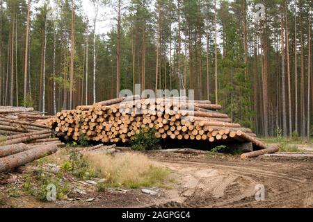 Bordo di foresta con segheria, pile di registri di pino contro la pineta Foto Stock