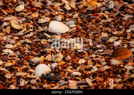 Primo piano di ghiaia arancione con piccoli ciottoli e conchiglie sulla spiaggia Foto Stock