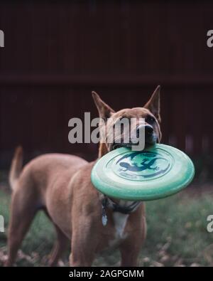 Tiro verticale di un simpatico cane marrone giocoso che cattura un green frisbee all'aperto Foto Stock