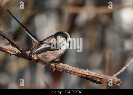 Primo piano di un piccolo passero nero e marrone posa su un ramo asciutto dell'albero Foto Stock