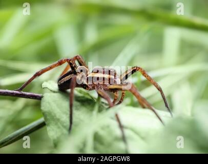 Dolomedes fimbriatus, pesca spider, zattera spider, ragno acqua, pisaura in erba su sfondo verde. Grosso ragno, vive vicino a l'acqua, chiudere verso l'alto. Foto Stock