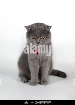 Il gatto mangia la bacca di ciliegio. Un simpatico fat cat britannico ha rubato una bacca. British gatto grigio con Red Cherry Berry su sfondo bianco. Gatto grigio vicino. Foto Stock