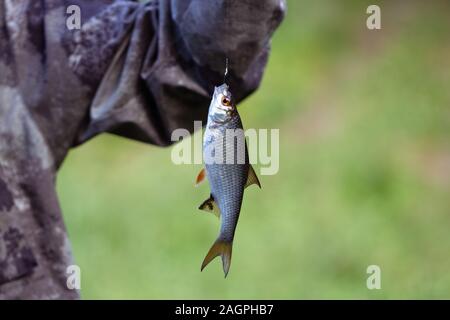 Pesce roach appeso ad un gancio su uno sfondo verde vicino. Un pescatore pescato il pesce dace, rutilus. Scale di argento. Pesca sportiva, hobby. Foto Stock