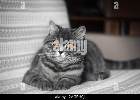Divertente grasso dritto scozzese Gatto sdraiato sul lettino. Un bel grigio a strisce nero Cat è in appoggio. Scottish dritto gatto sembra stranamente sorpreso. Lo Foto Stock