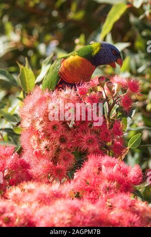 Adelaide, Australia. Il 21 dicembre 2019. Un australiano Rainbow Lorikeet avanzamento sul Nectar sull alimentazione del nettare di un Alabany fioritura rossa gomma (Corymbia Ficifolia) in Adelaide Credito: Amer Ghazzal/Alamy Live News Foto Stock