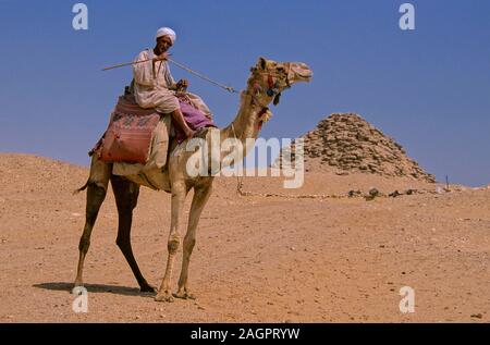 Piramide di Userkaf e cammello-25secolo BC, Saqqara, Egitto, Africa. Foto Stock