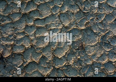 Macchia naturale deserto Tabernas, provincia di Almeria, regione dell'Andalusia, Spagna, Europa. Foto Stock