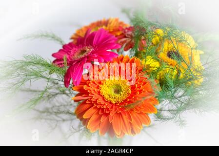 Foto stilizzata di cinque fiori di gerbera su un rosa chiaro dello sfondo. Giallo, rosa, rosso, orange gerbera su uno sfondo luminoso. Fioriture multicolori gerb Foto Stock