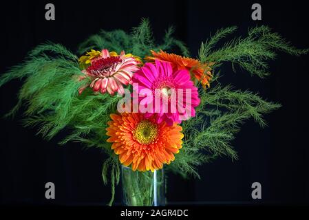 Foto stilizzata di cinque fiori di gerbera su un rosa chiaro dello sfondo. Giallo, rosa, rosso, orange gerbera su uno sfondo luminoso. Fioriture multicolori gerb Foto Stock