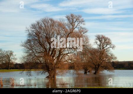 Campi allagati vicino Radwell Bedfordshire England Regno Unito nel gennaio 2014 quando vi è stato gravi inondazioni in molte parti della Gran Bretagna Foto Stock