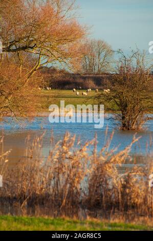 Campi allagati vicino Radwell Bedfordshire England Regno Unito nel gennaio 2014 quando vi è stato gravi inondazioni in molte parti della Gran Bretagna Foto Stock