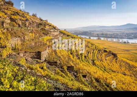 Terrazze in un vigneto nella regione di Wachau con il fiume Danubio nel retro, Austria Foto Stock