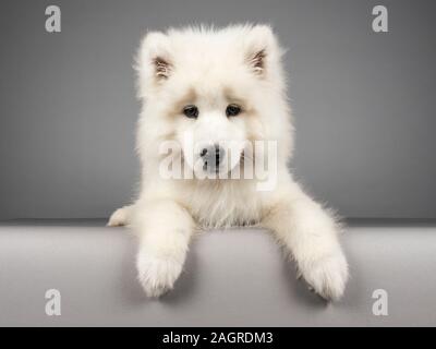 Cucciolo Samoyed maschio (12 settimane) fotografato nel Regno Unito. Foto Stock