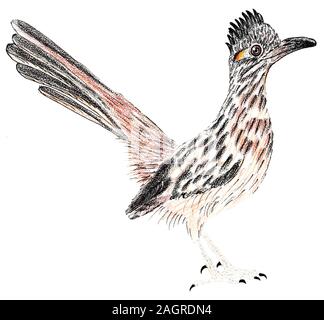 Road Runner. Maggiore roadrunner. Geococcyx californianus. Illustrazione di uccello. Foto Stock