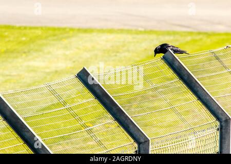 Un corvo nero si siede pazientemente su una linea di recinzione, guardando per opportunità di cibo. Foto Stock