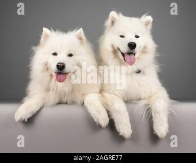 Adulti e Puppy Samoyeds nel Regno Unito. Foto Stock