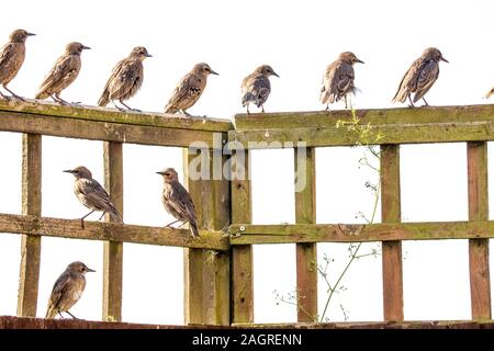 Un tipico tipo di uccello britannica, stornelli, seduti all'aperto a guardare il mondo che passa da e di tutti gli altri uccelli vicino ad esso. Foto Stock