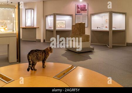 Roma, Italia - 21 novembre 2019 - questo gatto vive dentro il museo lapidario nelle terme di Diocleziano edificio tempio Foto Stock