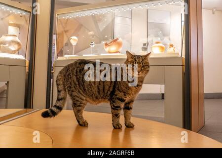 Roma, Italia - 21 novembre 2019 - questo gatto vive dentro il museo lapidario nelle terme di Diocleziano edificio tempio Foto Stock