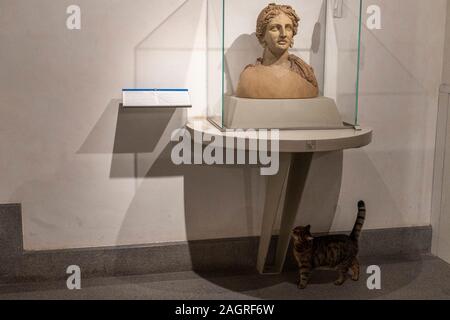 Roma, Italia - 21 novembre 2019 - questo gatto vive dentro il museo lapidario nelle terme di Diocleziano edificio tempio Foto Stock