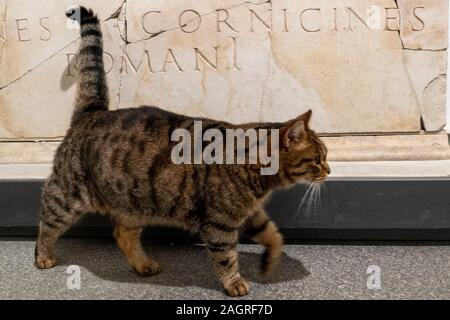 Roma, Italia - 21 novembre 2019 - questo gatto vive dentro il museo lapidario nelle terme di Diocleziano edificio tempio Foto Stock