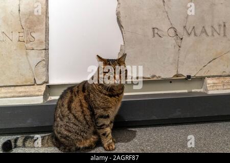 Roma, Italia - 21 novembre 2019 - questo gatto vive dentro il museo lapidario nelle terme di Diocleziano edificio tempio Foto Stock