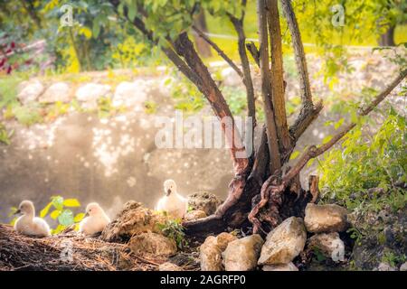 Pasqua swan baby anatroccoli sfondo con copia spazio per vacanze in incantato giardino eden Foto Stock