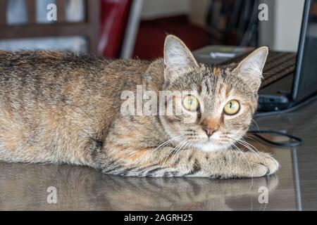 Adulto grigio cute cat sembra sorpreso con grandi occhi. close up. giacente sulla scrivania in ufficio Foto Stock