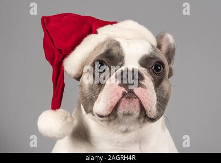 Bulldog francese con cappello santa, Regno Unito. Foto Stock