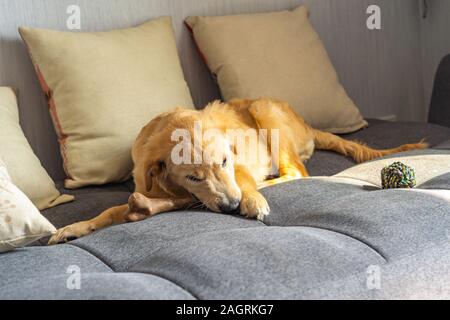 Cinque mesi golden retriever giocando con il suo giocattolo sul divano Foto Stock