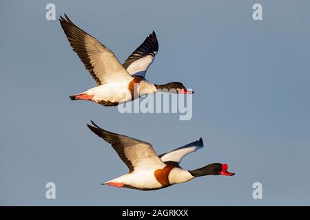 Shelduck comune (Tadorna tadorna) in volo Foto Stock