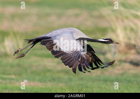 Demoiselle gru (Anthropoides virgo) prende il largo Foto Stock