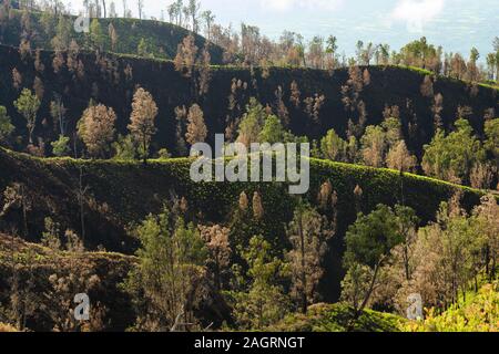 (Fuoco selettivo) meravigliosa vista della bellissima e sinuose colline verdi nel Ijen Volcano complex. Foto Stock