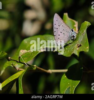 Primo piano di una farfalla blu a coda corta seduta su un pianta verde nella foresta Foto Stock
